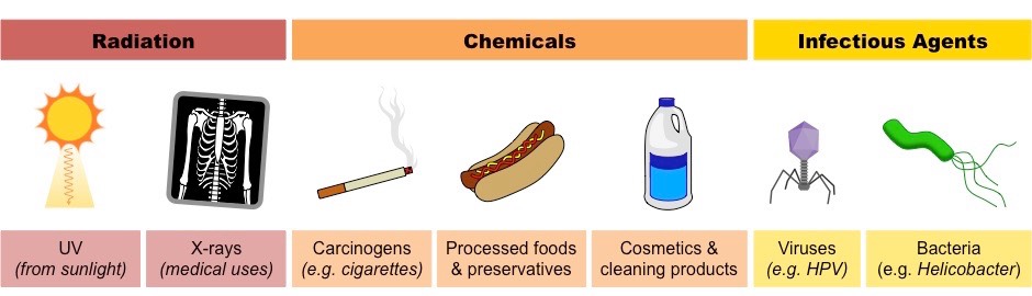 <ul><li><p>Ionising radiation</p></li><li><p>Mutagenic chemicals</p></li><li><p>Viruses</p></li></ul>
