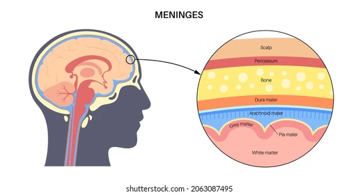 <p>They “<strong>PAD</strong>” the brain:</p><p>(<em>Brain Location</em>)</p><p><strong>P</strong>ia mater – thin inner layer that closely covers the brain and contains blood vessels</p><p><strong>A</strong>rachnoid mater – middle, web-like layer; subarachnoid space below it contains CSF for cushioning</p><p><strong>D</strong>ura mater – tough outer layer under the skull; subdural space sits beneath it</p><p>(<em>Skull Location</em>)</p>