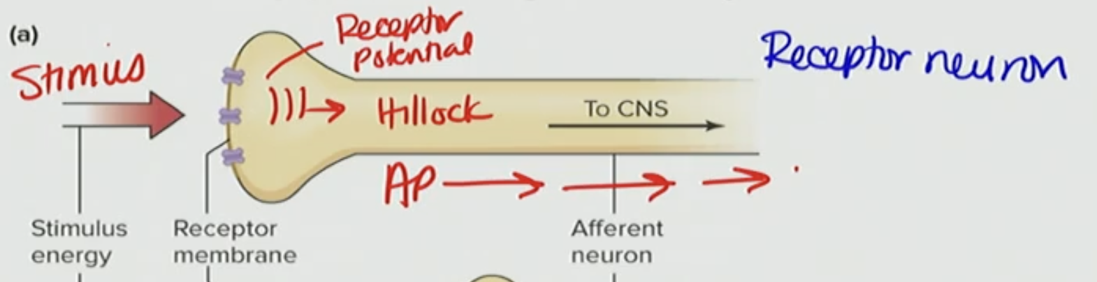 <p>False, the neuron will fire AP in MOST instances which is our main focus</p>