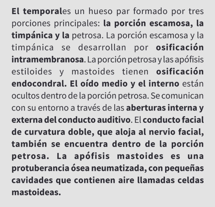 <p>Hueso temporal </p>