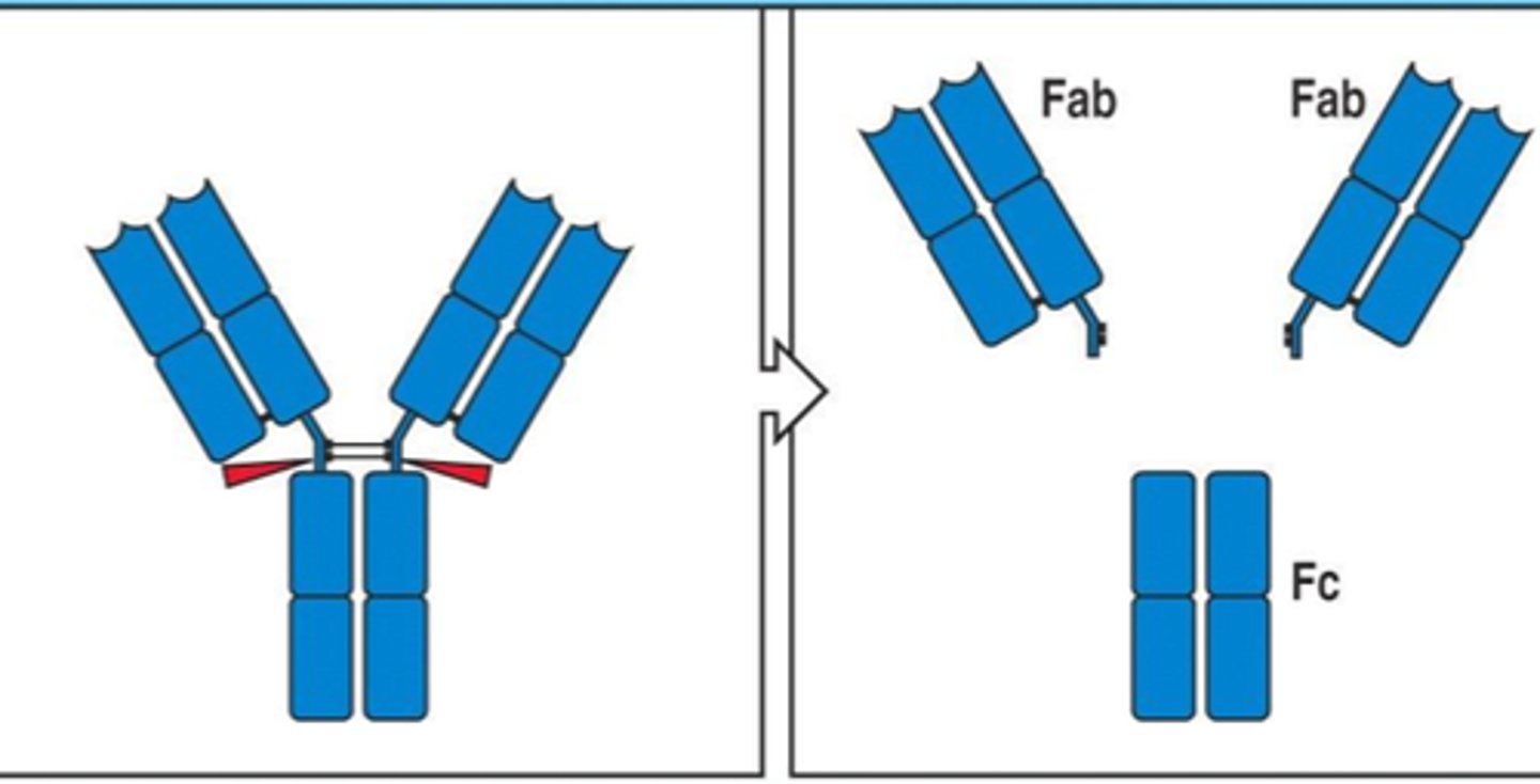 <p>cleaves both Fabs from each other and the Fc</p>