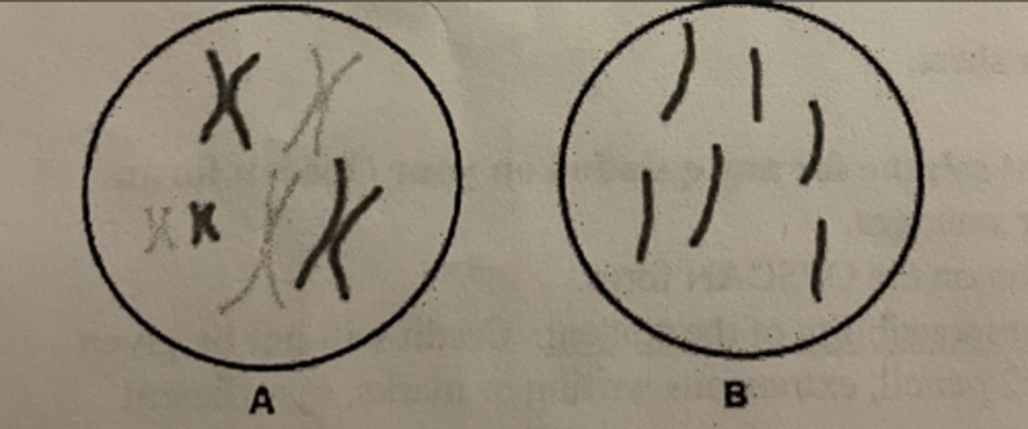 <p>a. 6, 6</p>