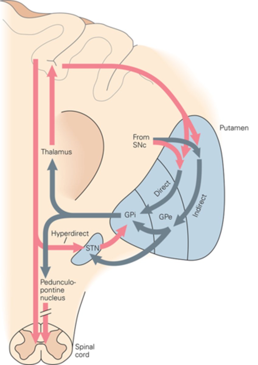 <p>the thalamus or the brainstem</p>