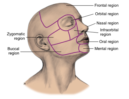 <ul><li><p>in the __ region of the face, the eyeball and all its supporting structures are contained in the <strong>orbit </strong>of the skull, which is the <strong>bony eye socket</strong></p></li></ul><p></p>