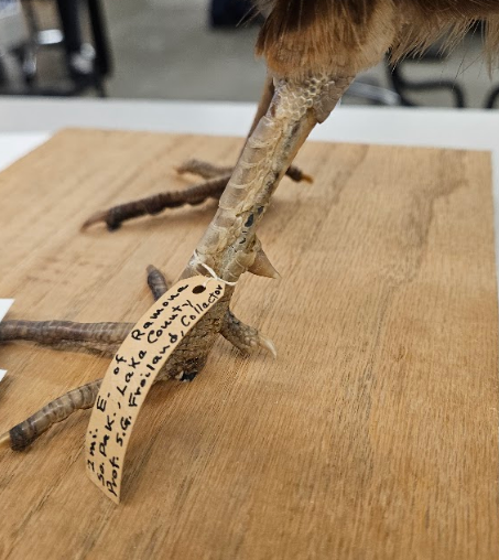 <p>the backside of the tarsus forms a spur </p>