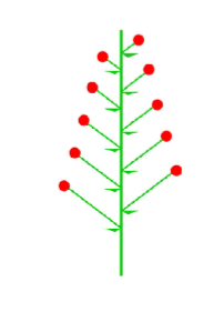<p>the lower flowers will open first followed by the flowers above, theoretically elongating infinitely </p>
