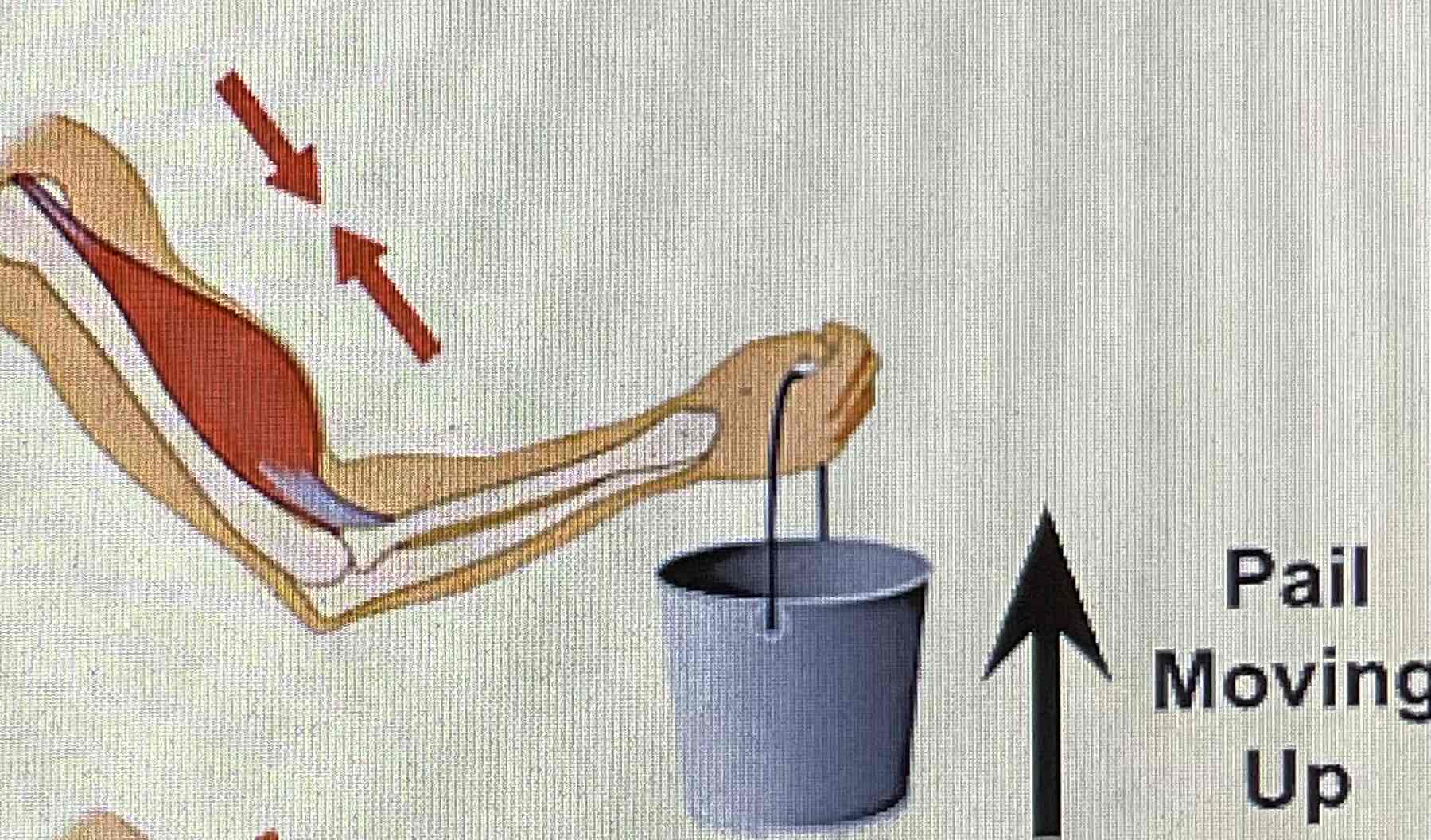<p>Muscle fibres shorten while performing a movement</p>