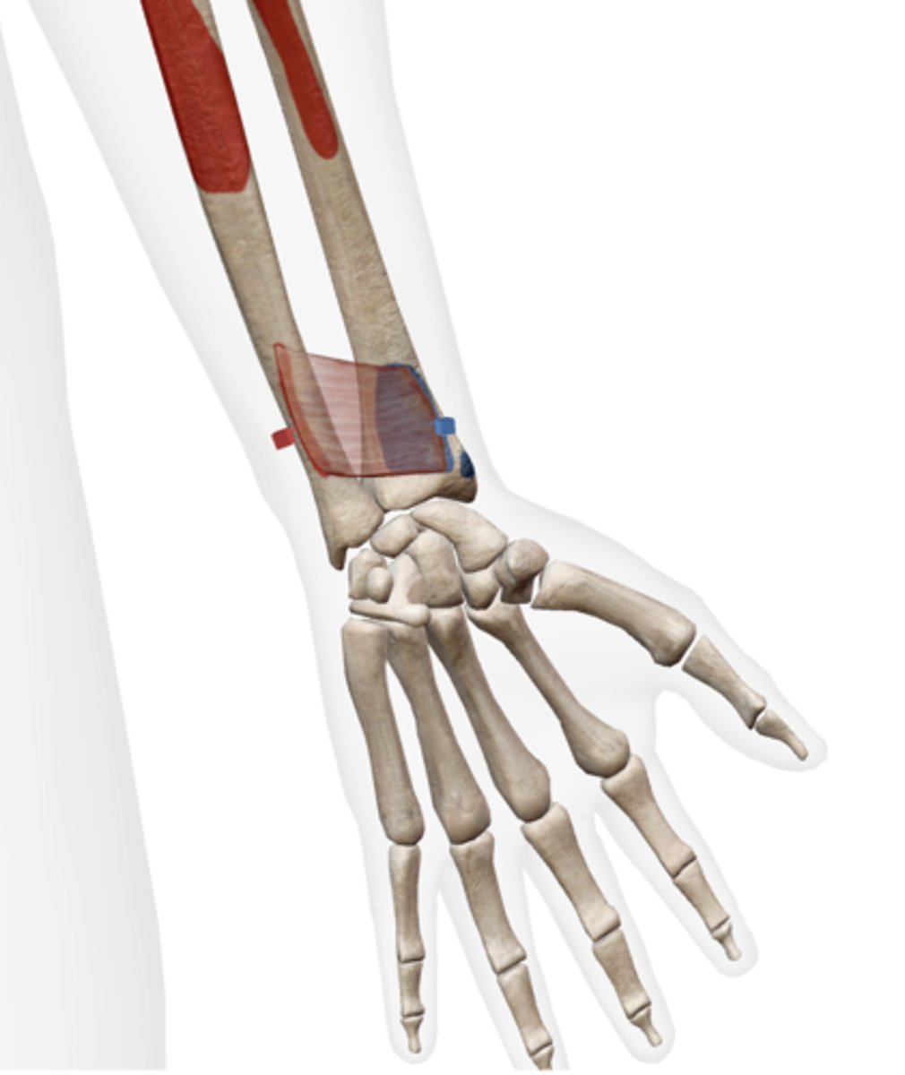 <p>distal anterior surface of radius</p>