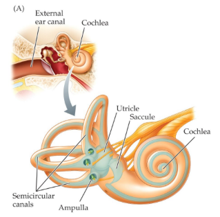 <p>bony labyrinth which is filled with endolymph (fluid) and has 2 parts: <strong>semicircular canals and cochlea</strong></p>