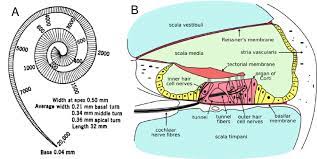 <p>The basilar membrane is inside the cochlea which is part of the inner ear and it helps distinguish the frequency of tones when the sound energy hits the cochlea and vibrates the basilar membrane. Different frequencies will vibrate the membrane differently based on the strength of the stimulus and are more sensitive to low-frequency tones. In conclusion, the basilar membrane tells the brain about different auditory sensations based on physical stimuli that vibrate the membrane based on the intensity of the tone.</p>