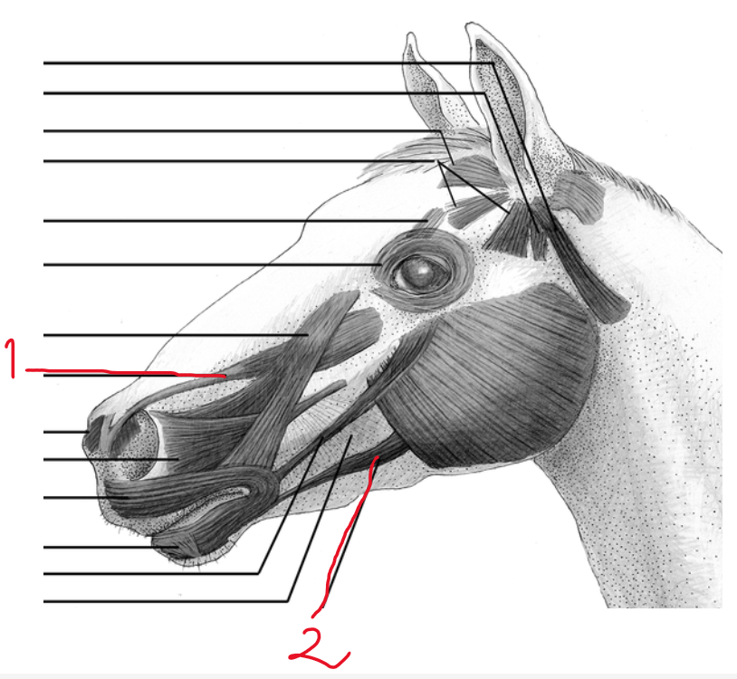 <p><strong>identify the two muscles:</strong></p><ol><li><p>first going from medial angle of eye, maxilla and from tuber facialis in ruminant → inserting to upper lip?</p></li><li><p>The second, going from tuber maxillae in ru and processus coranoideus in eq → to lower lip?</p></li></ol><p></p>