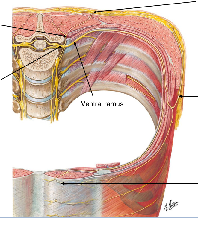 <p>name the nerves</p>