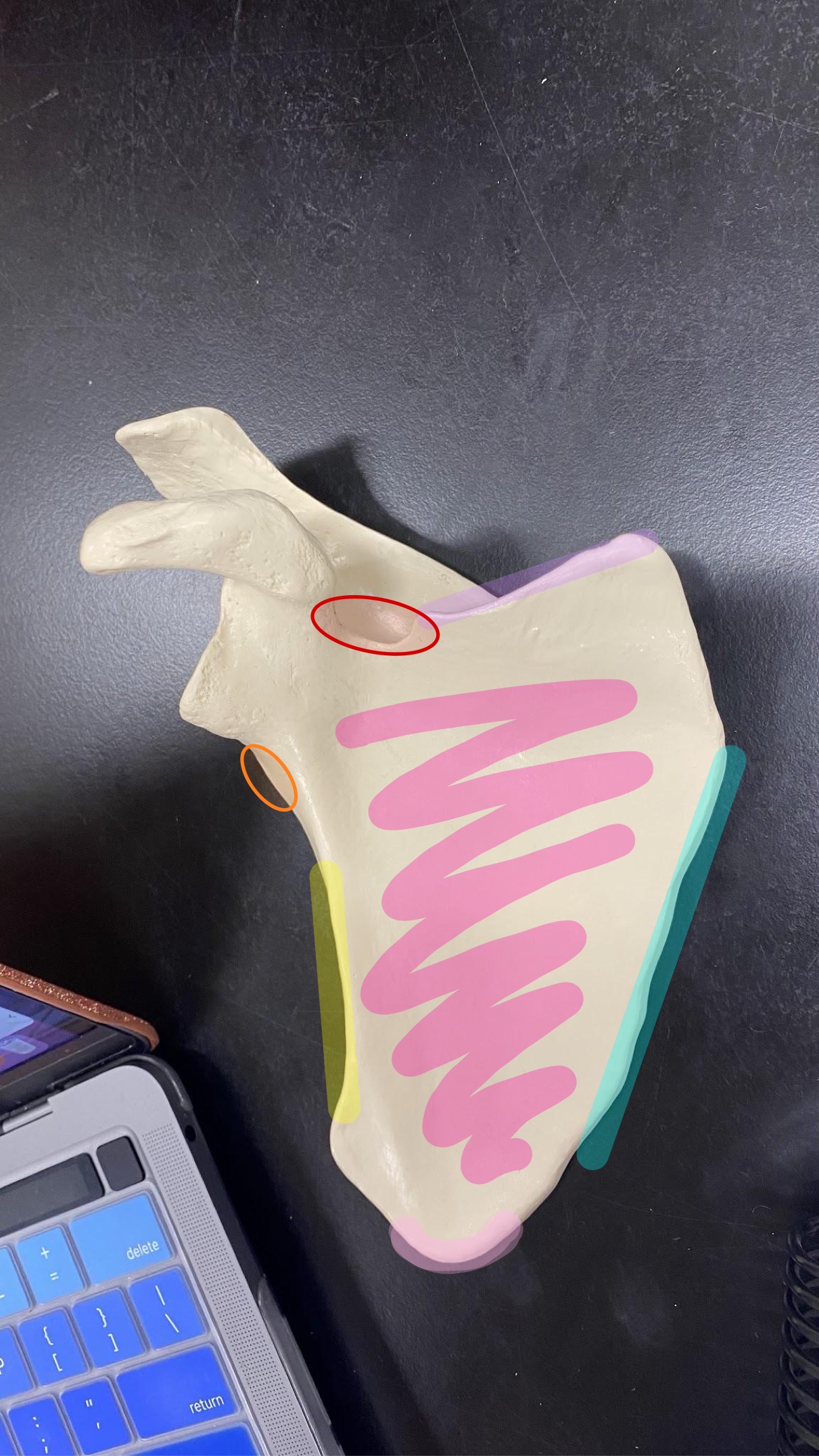 <p>label the light pink</p>