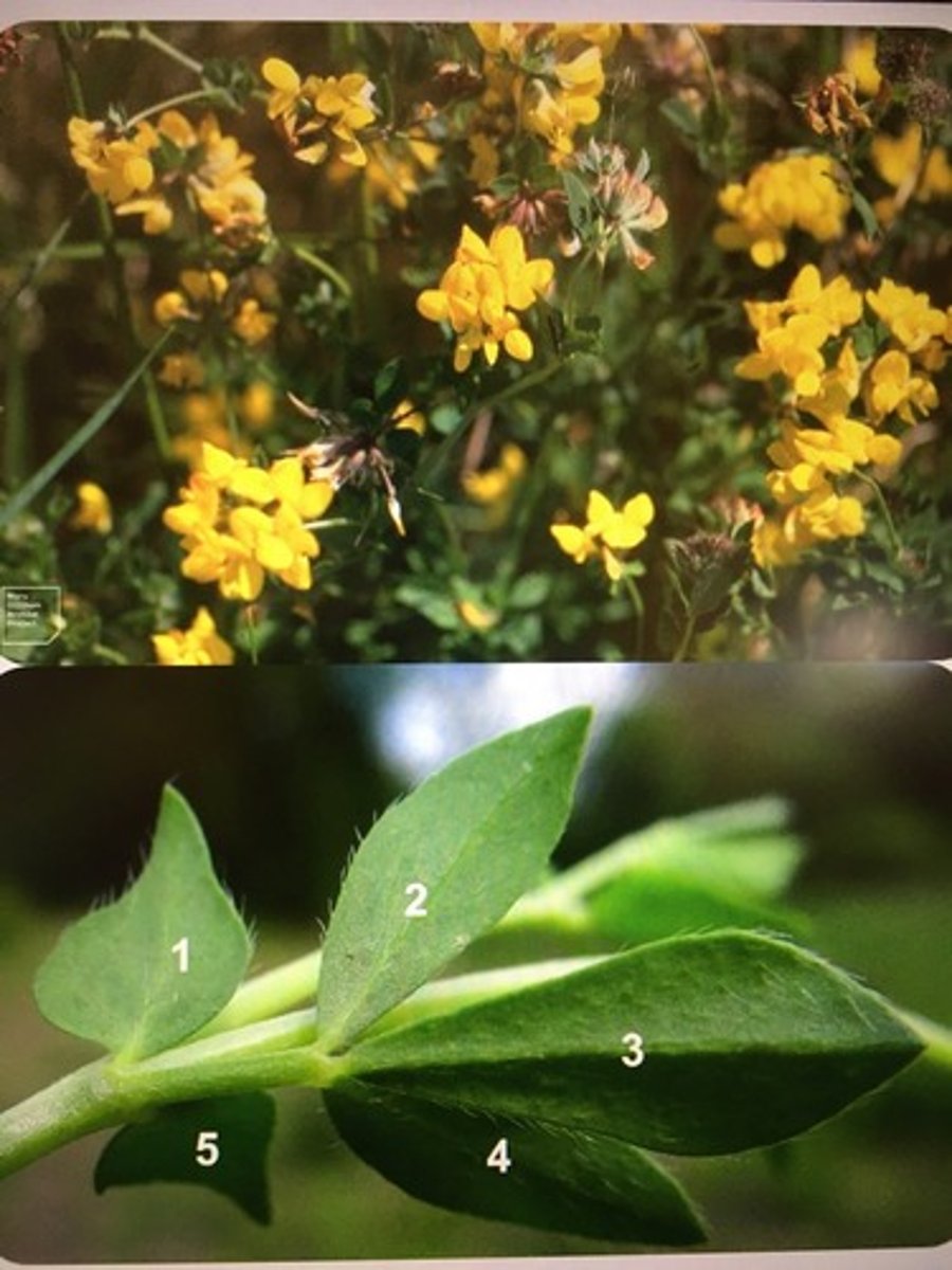 <p>Moerasrolklaver</p>