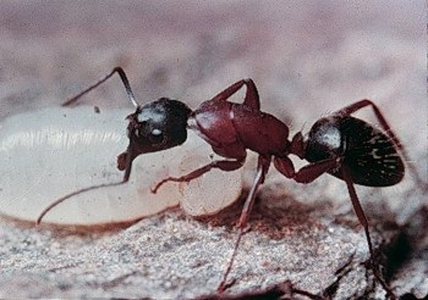 <p>Ants</p>
