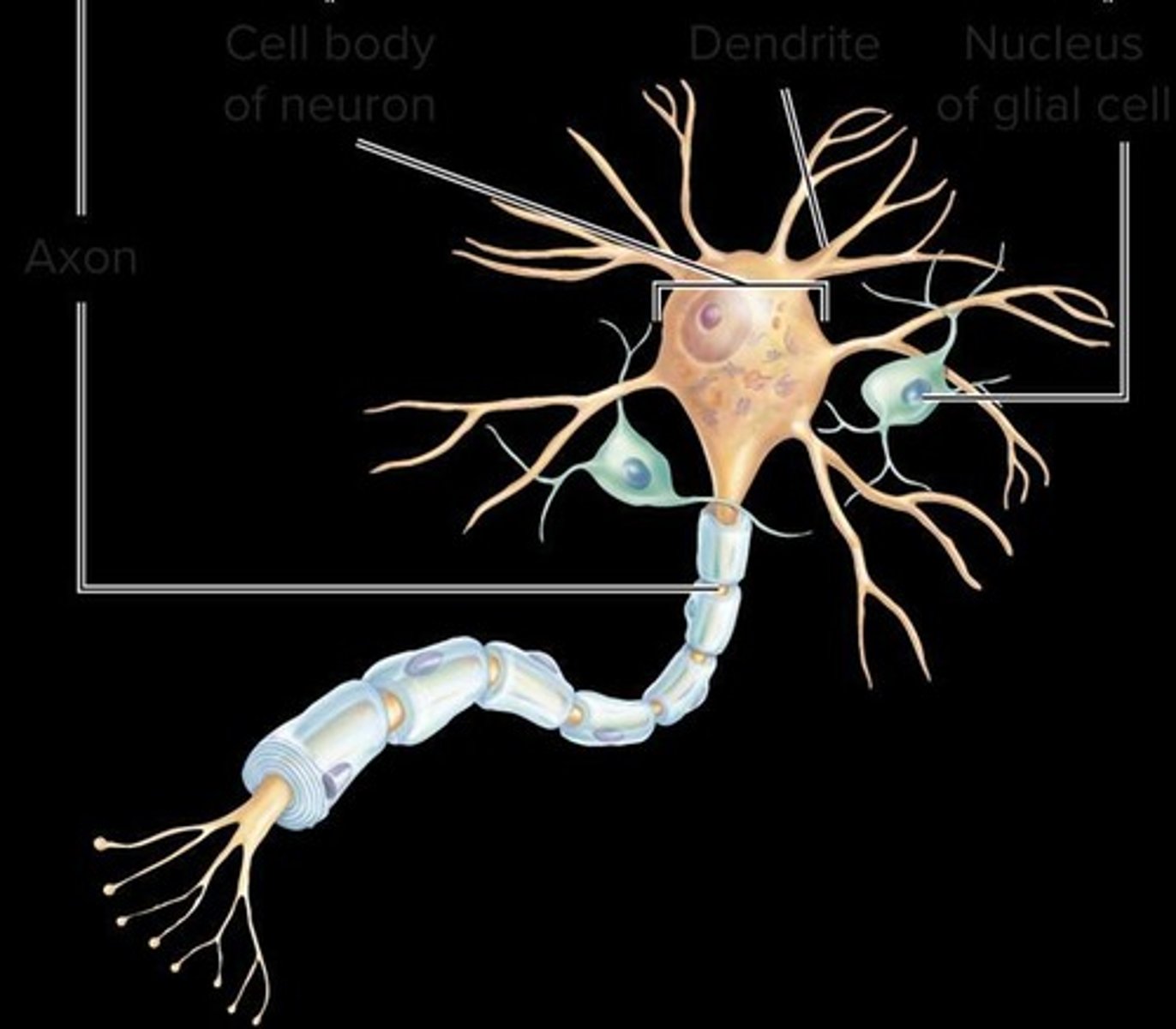 <p>The connection point where the neuron meets the muscle fiber.</p>