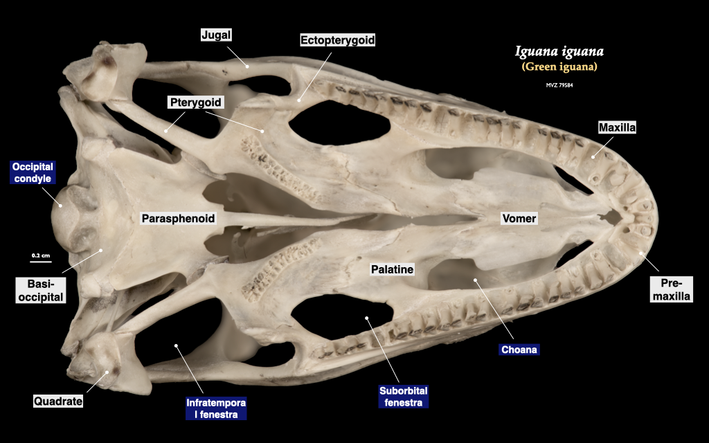 <p>floor of skull. bottom view</p>