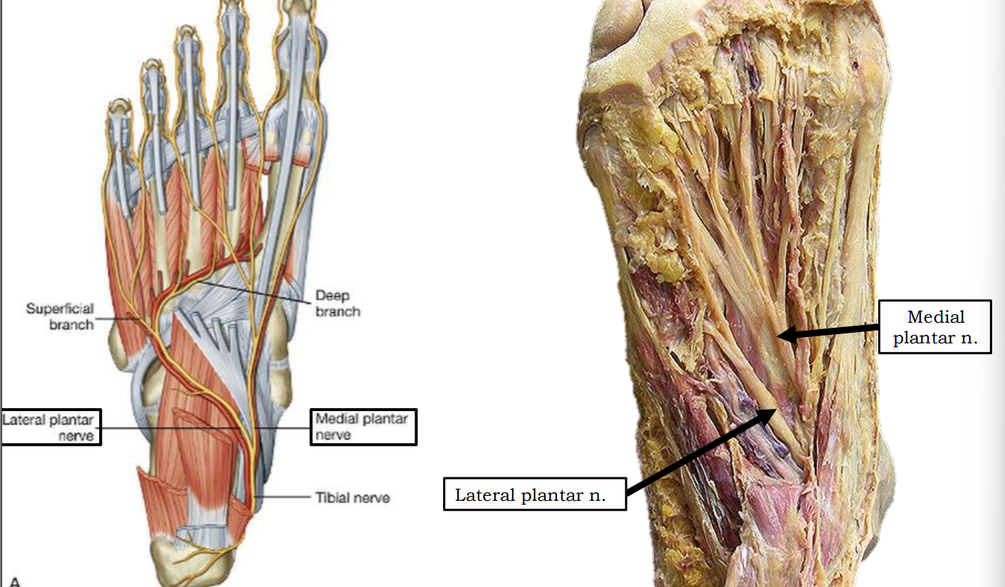 <p>Medial + lateral plantar nn. (sacral plexus)</p>