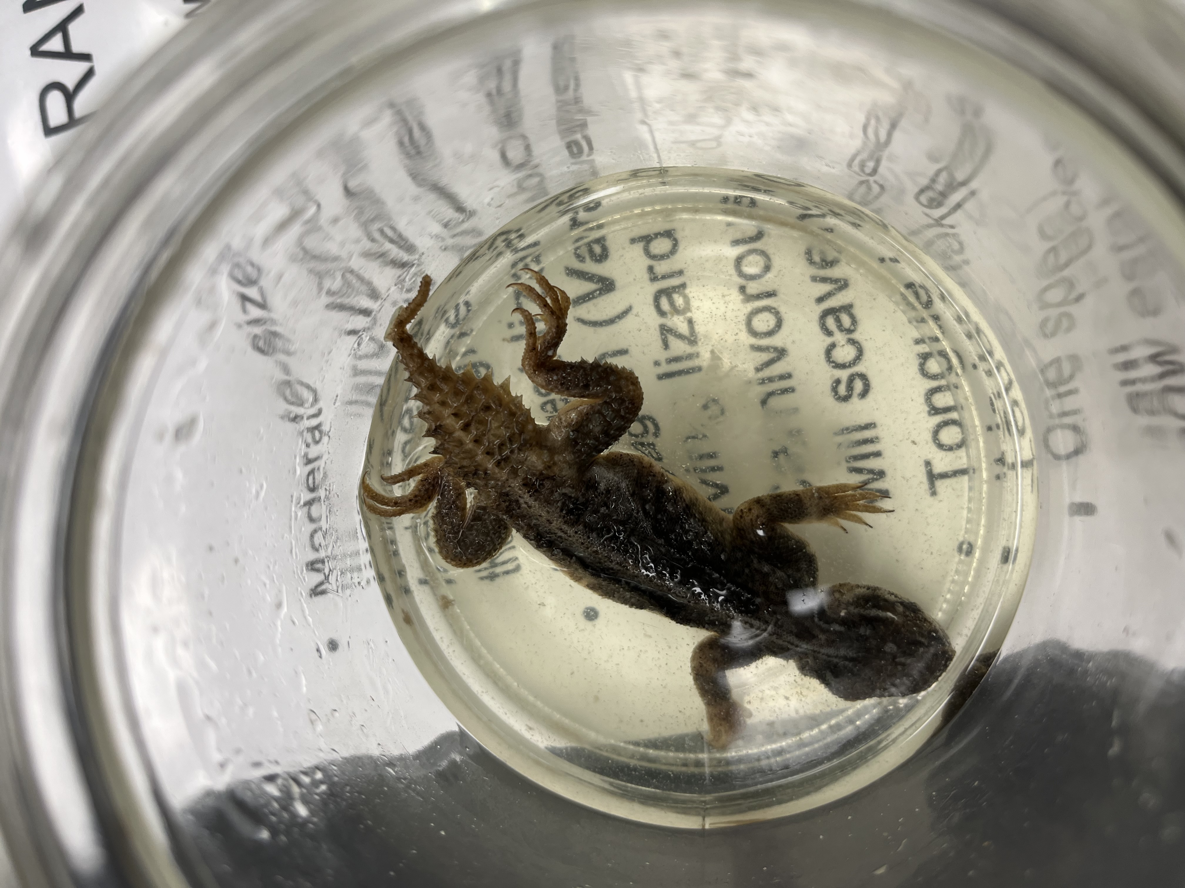 <ul><li><p>medium size</p></li><li><p>spikey short tail</p></li><li><p>white line down tail</p></li></ul><p></p>