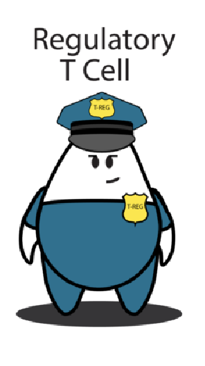 <ul><li><p><strong>Regulatory T cells (Tregs)</strong></p></li><li><p>Function: suppress and limit immune responses to prevent tissue damage</p></li></ul><p></p>