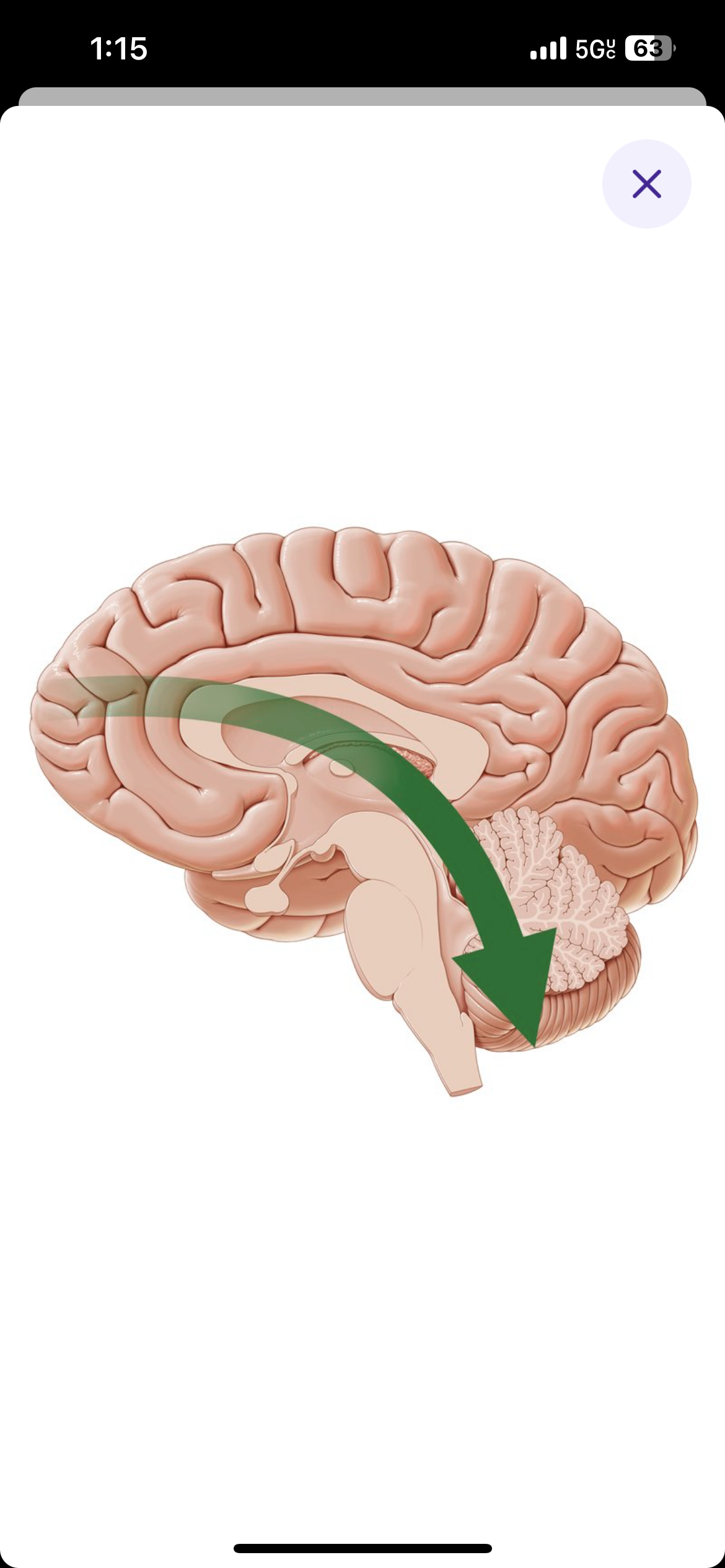 <p>Towards the lower part of the body</p>
