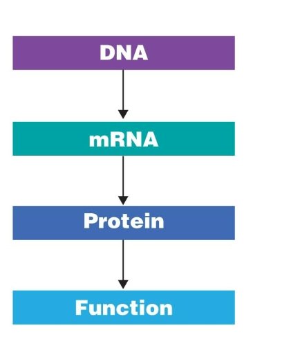 <p>DNA —&gt; RNA —&gt; Protein </p>