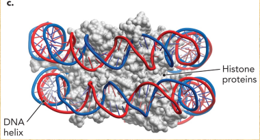 <ul><li><p>Structure where the majority of the DNA molecules inside a cell fold upon themselves</p></li><li><p>The area where the double helix crosses itself</p></li><li><p>Found in prokaryotes and eukaryotes</p></li></ul><p></p>