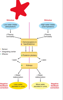 <p>water ____</p><p>•large amounts of water in urine due to low vasopressin</p>