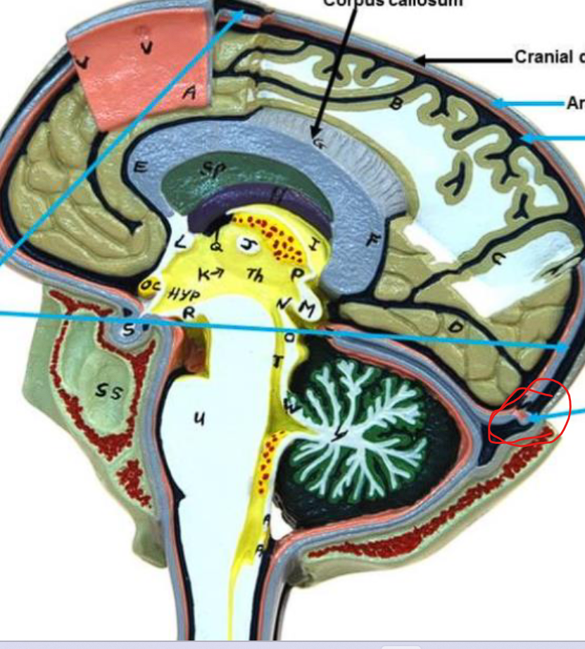 <ul><li><p>REMEMBER = it INTERJECTS the DURAL SINUS/ superior sagittal sinus </p></li></ul><p></p>