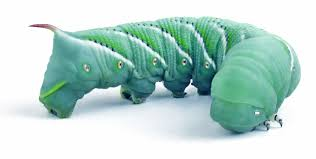 <p><span>The larva of hawk moths; major pests of tomato and tobacco plants.</span></p><ul><li><p><span>larvae of Tomato horn worm (Manduca quinquemaculata)</span></p></li><li><p><span>Major pests of tomatoes especially for organic gardeners (also potato, pepper, eggplant, tobacco - all members of nightshade family)</span></p></li><li><p><span>Cryptic but we can use UV to find them on host plants</span></p></li></ul><p></p>