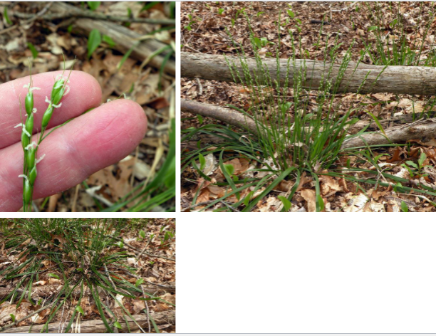 <p><em>Oryzopsis asperifolia</em></p>