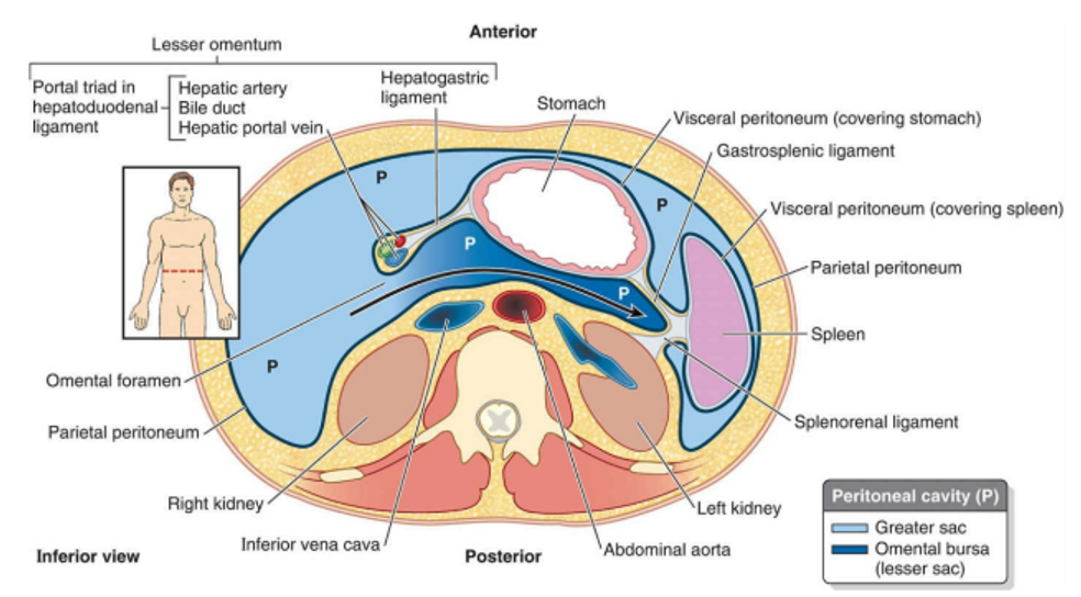 <ul><li><p><strong>Lesser sac (omental bursa):</strong> A small extension behind the stomach, accessed through the <strong>omental foramen</strong>.</p></li><li><p><strong>Greater sac:</strong> The main part of the peritoneal cavity.</p></li></ul><p></p>