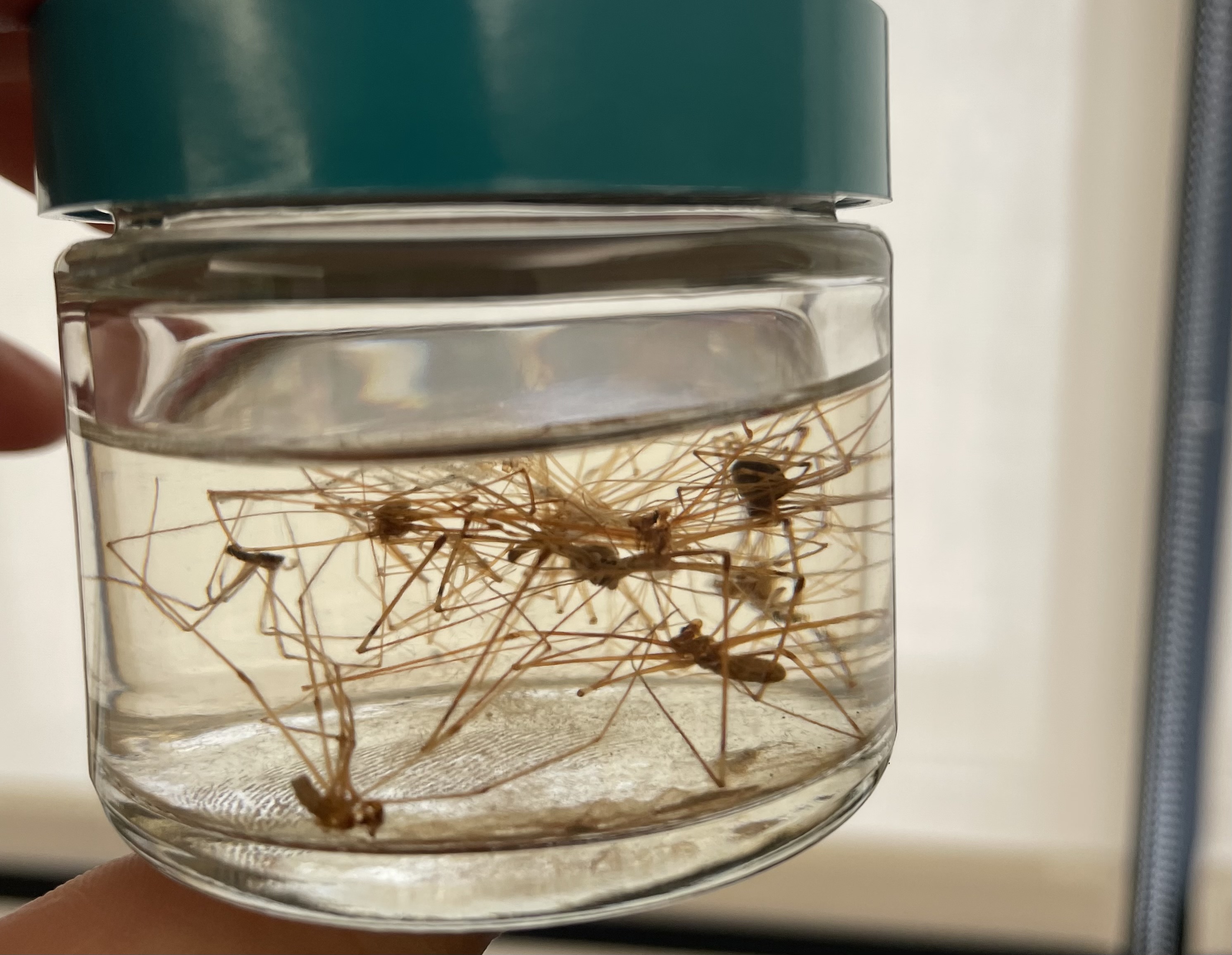 <p>Subphylum</p><p>Class</p><p>Order</p>