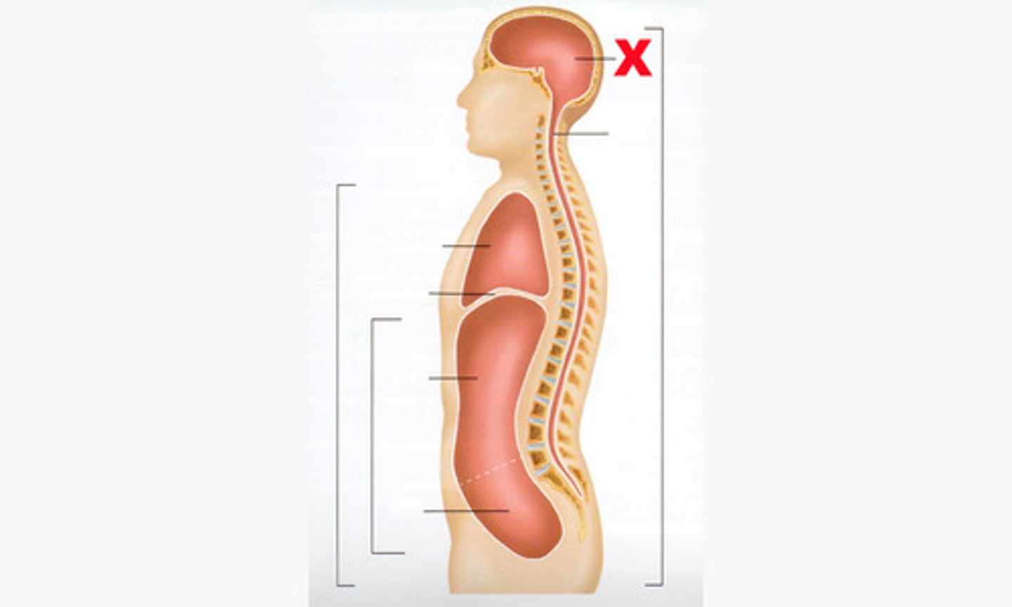 <p>contains the brain</p>
