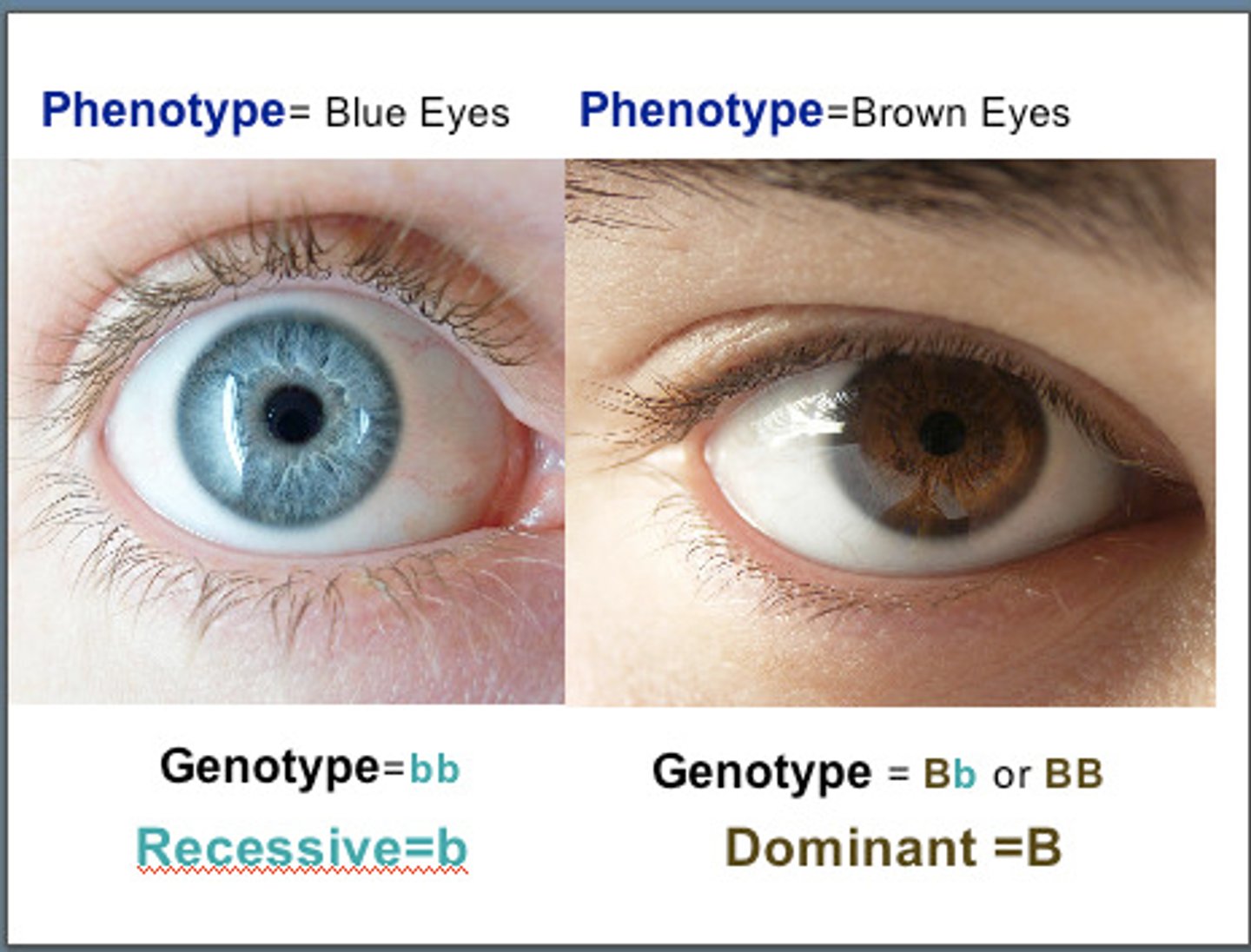 <p>Genetic makeup (e.g., Bb).</p>