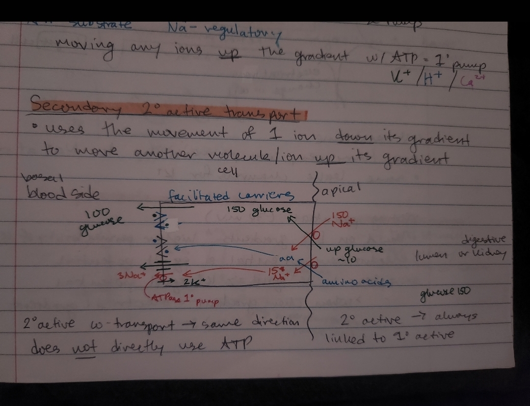 <p>energy is supplied to overcome the natural tendency of the ion to move down the gradient</p><ul><li><p>essential for maintaining the resting membrane potential and cellular ion homeostasis</p></li><li><p>Without an external energy source, ions cannot spontaneously move up their electrochemical gradient</p></li></ul><p></p>