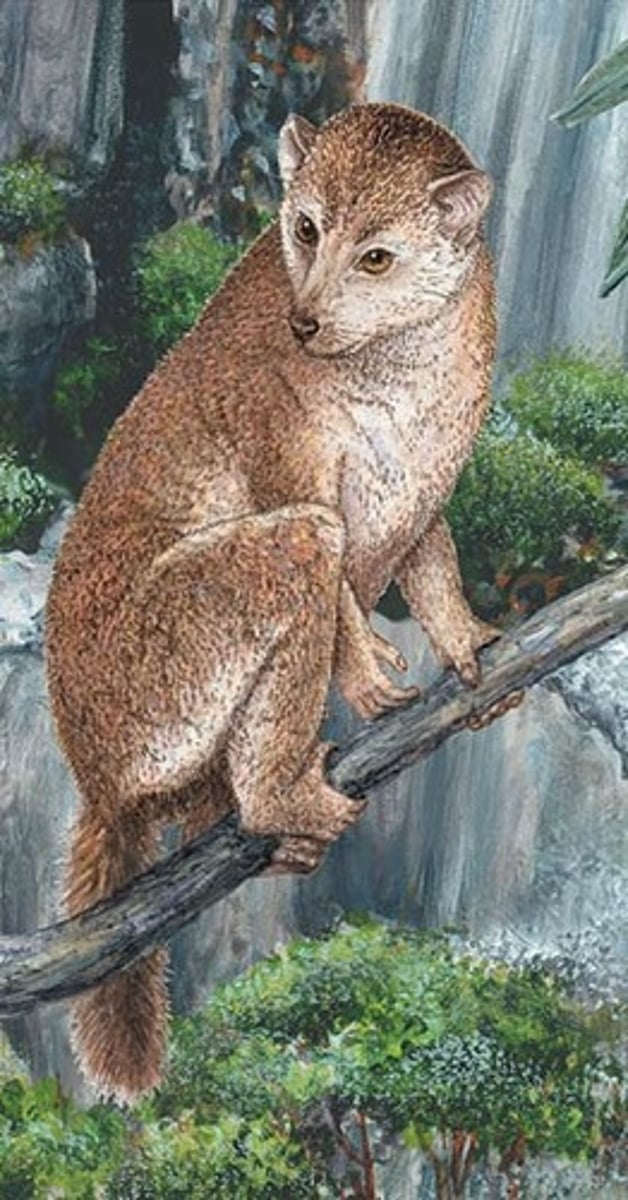 <p>100-6900g, quadpeds leapers, fruits, bugs, leavesm led to lemurs</p>