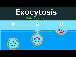 <p>Exocytosis process</p>