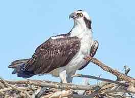 <p>Osprey</p>