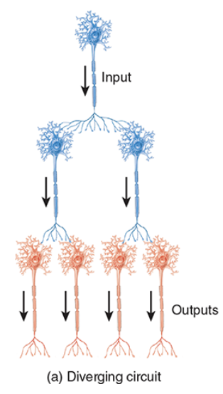 explain how a diverging circuit works