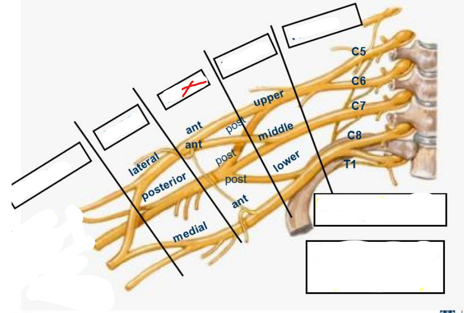 <p>What is this part of the brachial plexus called</p>