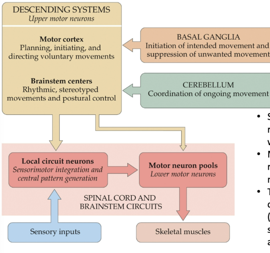 <p>An internal representation is generation by the brain of the world. This representation is continuously updated by sensory information to maintain accuracy.</p>