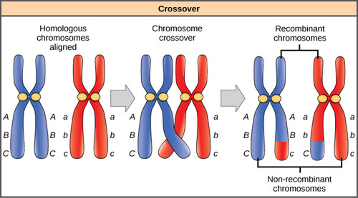 <p>homologous chromosomes exchange genetic material when each chromosome's chromatids perform breakage and crossing over</p>