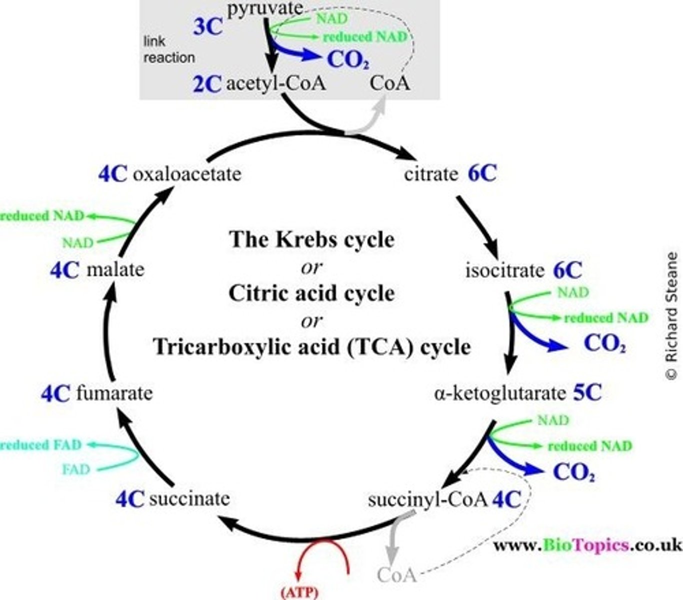 <p>(C) Crassulacean Acid Cycle</p><p>The Kreb's Cycle can also be called:</p><p>(A) Citric Acid Cycle</p><p>(B) Tricarboxylic Acid Cycle</p><p>(D) TCA Cycle</p>