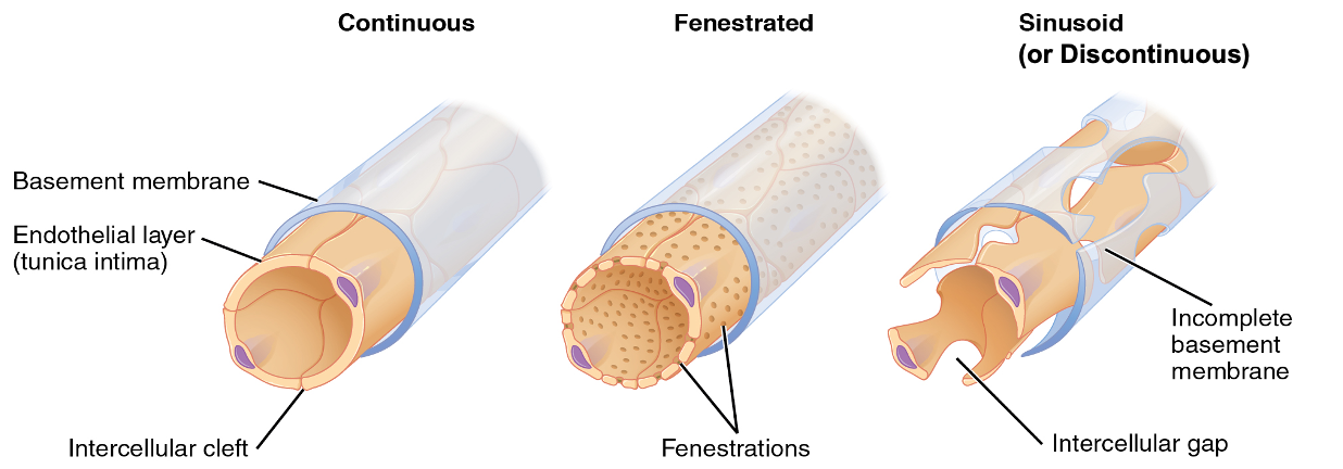 <p>Least permeable - continous </p><p>Found in: fat, muscle, nervous tissue (most common)</p><p><span><em><u><span>More permeable - fenestrated</span></u></em></span></p><p style="text-align: left;"><span><span>Found in: intestinal villi, endocrine glands, kidney glomeruli (tissues that specialize in fluid/molecule exchange)</span></span></p><p style="text-align: left;"></p><p style="text-align: left;"><span><em><u><span>Highly permeable - sinusoid</span></u></em></span></p><p style="text-align: left;"><span><span>Found in: liver, bone marrow, spleen (where there is exchange of large proteins between blood and tissue)</span></span></p>