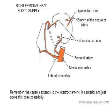 <p>What <strong>structure</strong> is the <strong>MAIN </strong>blood supply to the head of the femur?</p>