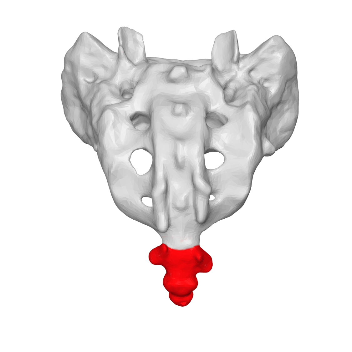 <p>Bottom of Saccrum</p>