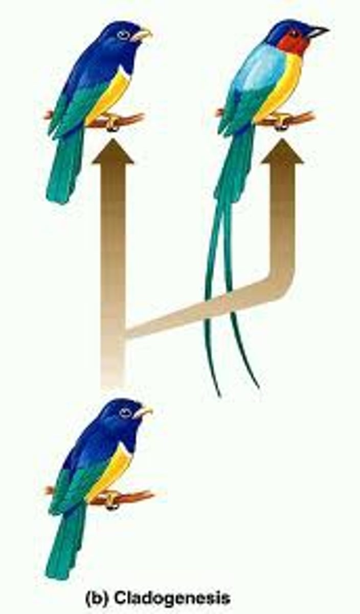 <p>a species diverges into two or more species</p>