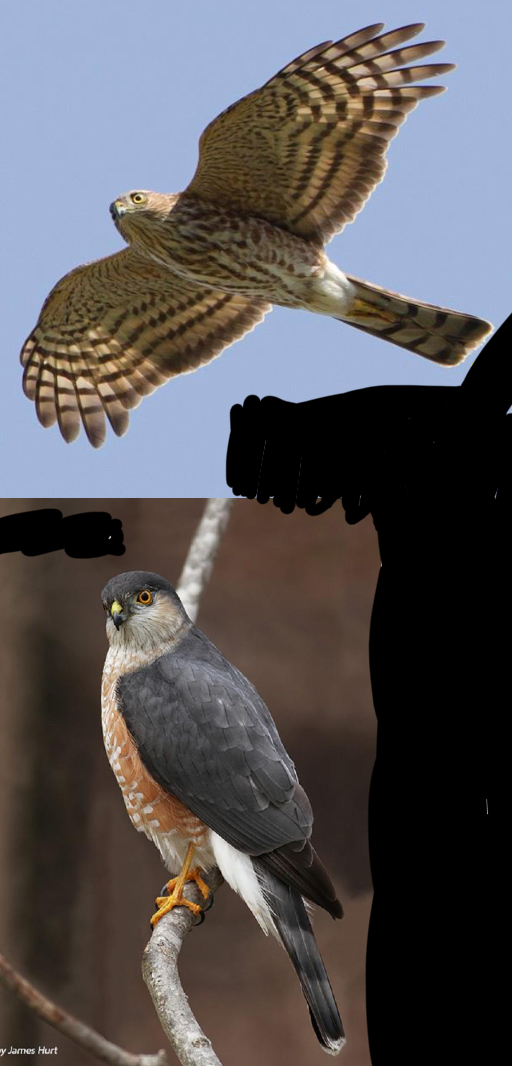 term image
