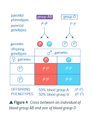 <p>only individuals of the other 2 groups, A and B</p>
